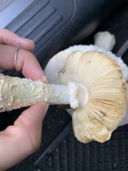 Saproamanita foetidissima