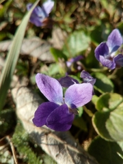Viola