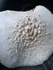 Saproamanita foetidissima