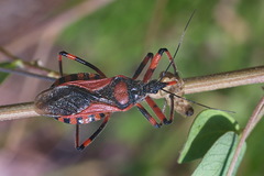 Rhynocoris iracundus
