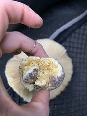 Saproamanita foetidissima