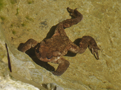 Bufo verrucosissimus