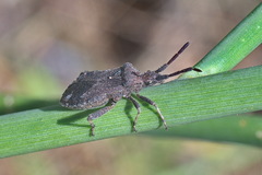 Bothrostethus annulipes
