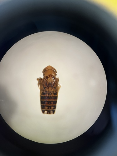 Streptanus sordidus