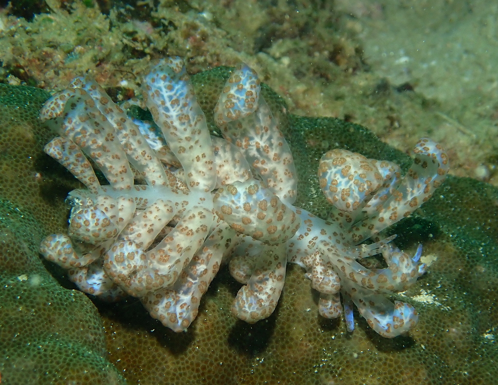 Phyllodesmium longicirrum