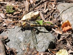 Ophiogomphus susbehcha