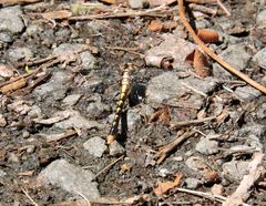 Ophiogomphus susbehcha