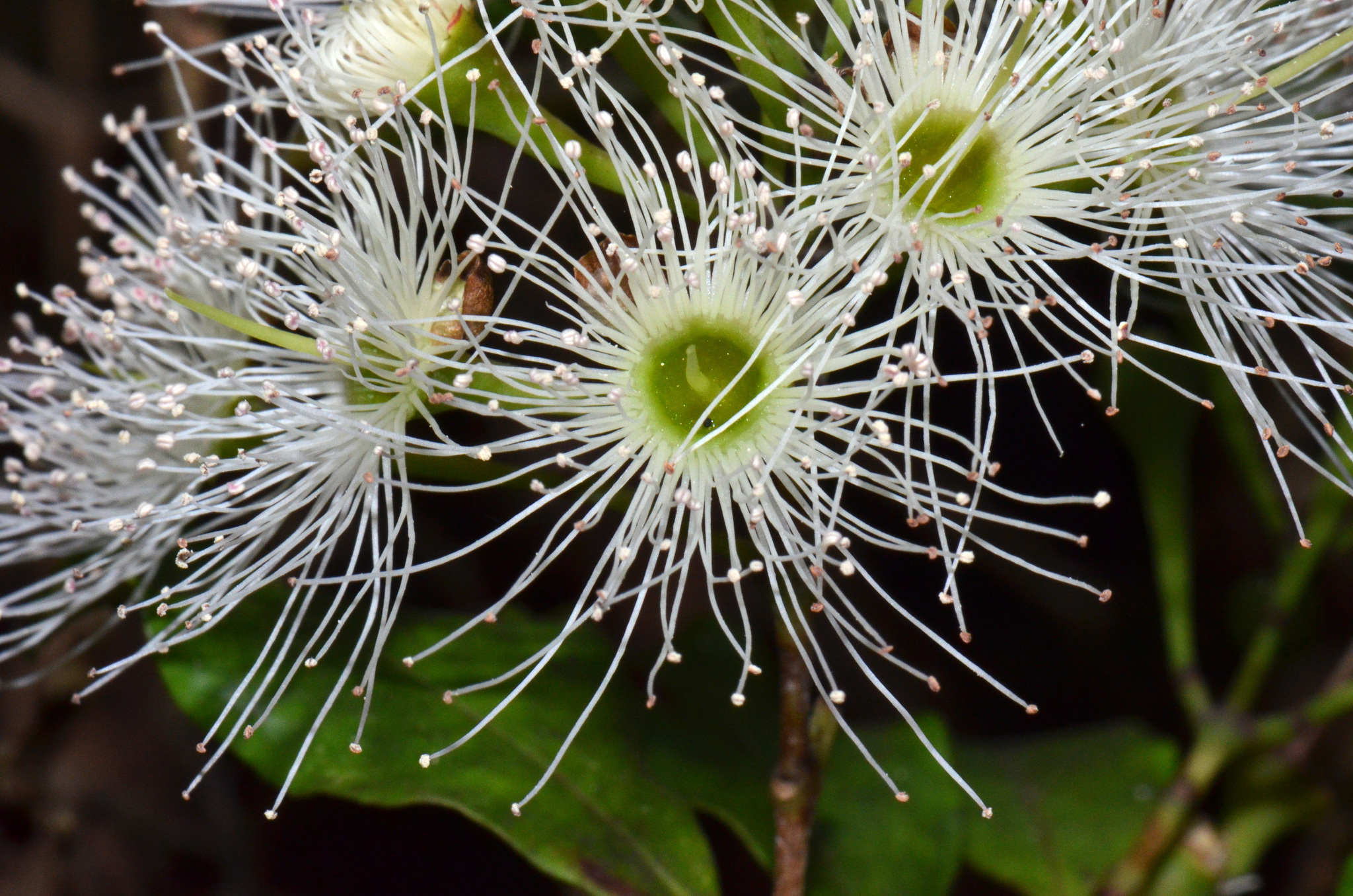 myrtle family (Family Myrtaceae) · iNaturalist