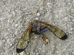 Isanthrene perboscii