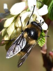 Criorhina nigripes