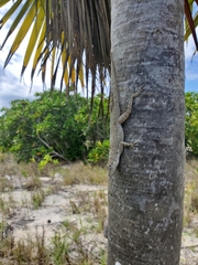Anolis scriptus scriptus