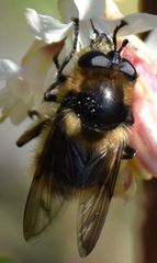 Criorhina nigripes