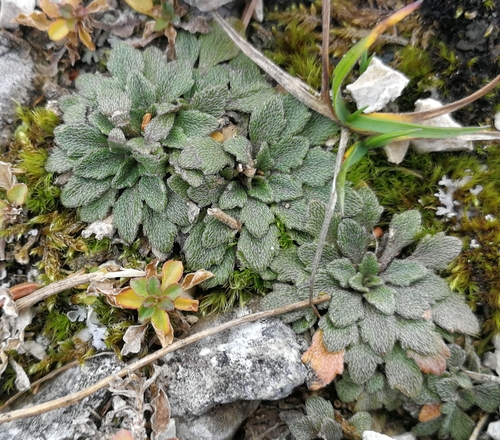 vápnička skalná (Kernera saxatilis)