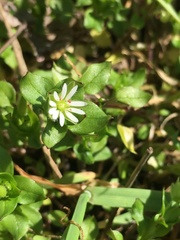 Stellaria neglecta