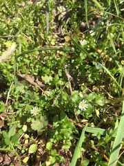 Stellaria neglecta