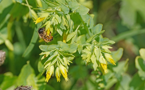 Osmia cerinthidis