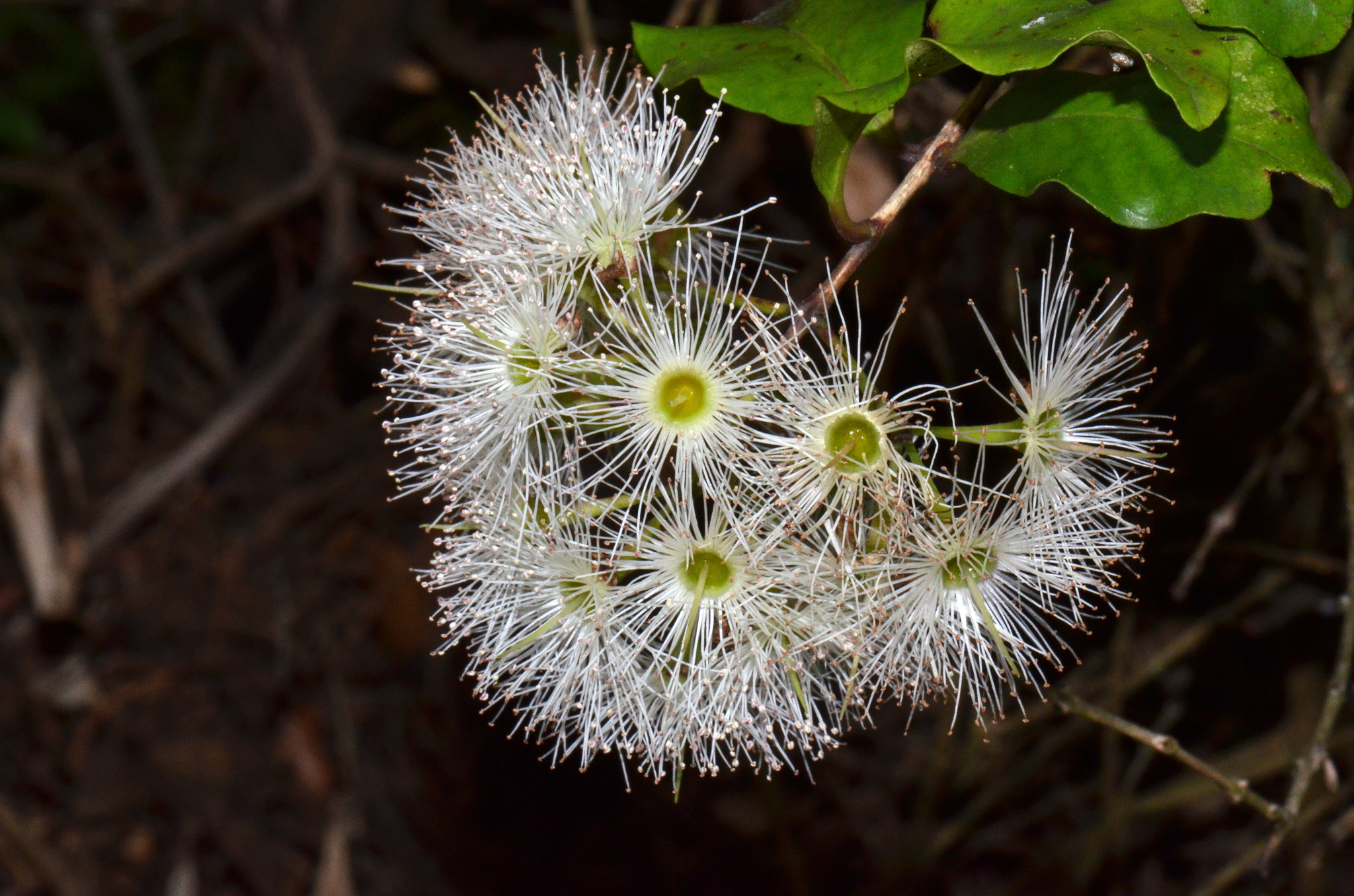 Syzygium