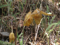 Calochortus pulchellus