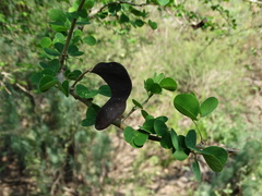 Microlobius foetidus