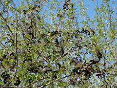 Microlobius foetidus