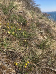 Potentilla verna