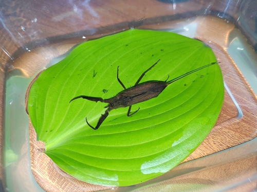 Japanese Water Scorpion