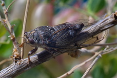 Cicadatra atra