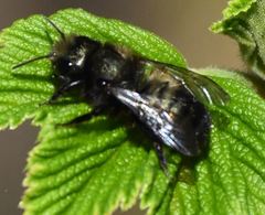 Osmia lignaria propinqua