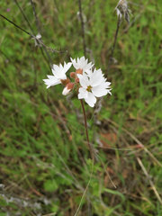 Lithophragma