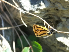 Setina aurita