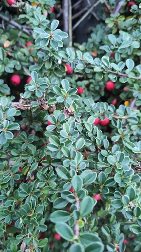 Kashmir Cotoneaster (Cotoneaster cashmiriensis)