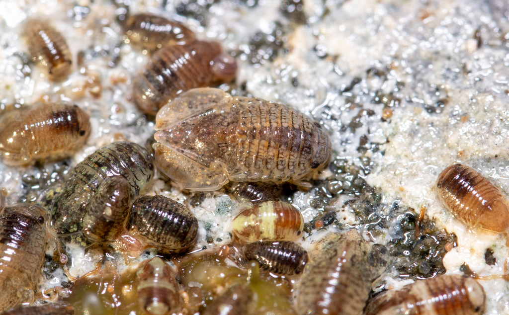 Exosphaeroma aphrodita