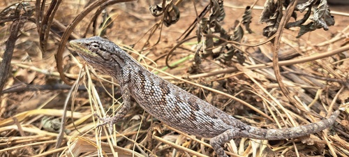 Brazilian Monkey Lizard