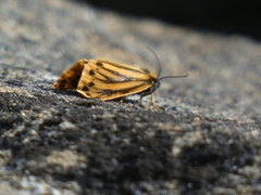 Setina aurita