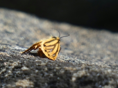 Setina aurita
