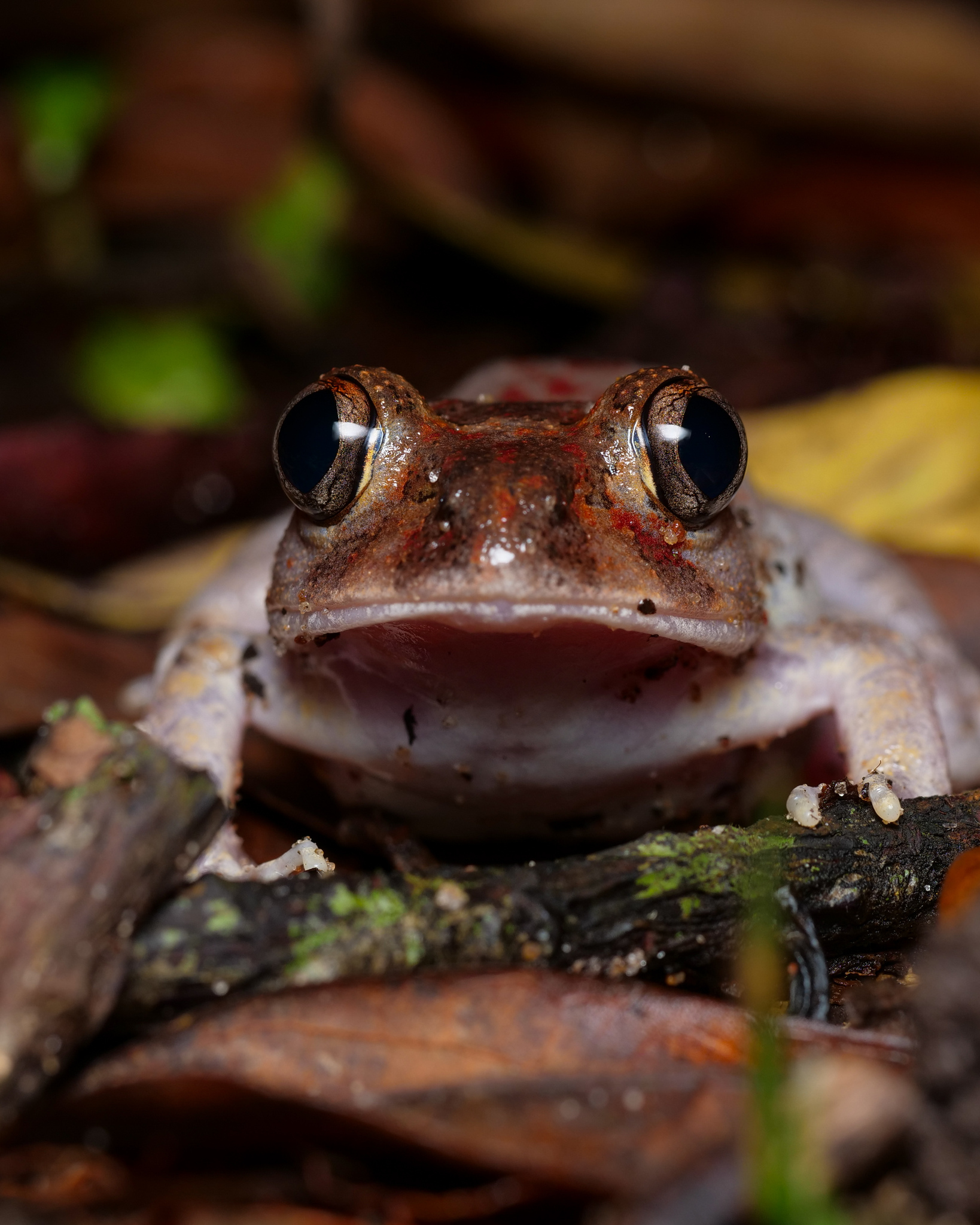 Astylosternus laticephalus Rödel, Hillers, Leaché, Kouamé, Ofori-Boateng, Diaz & Sandberger, 2012