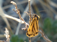Setina aurita