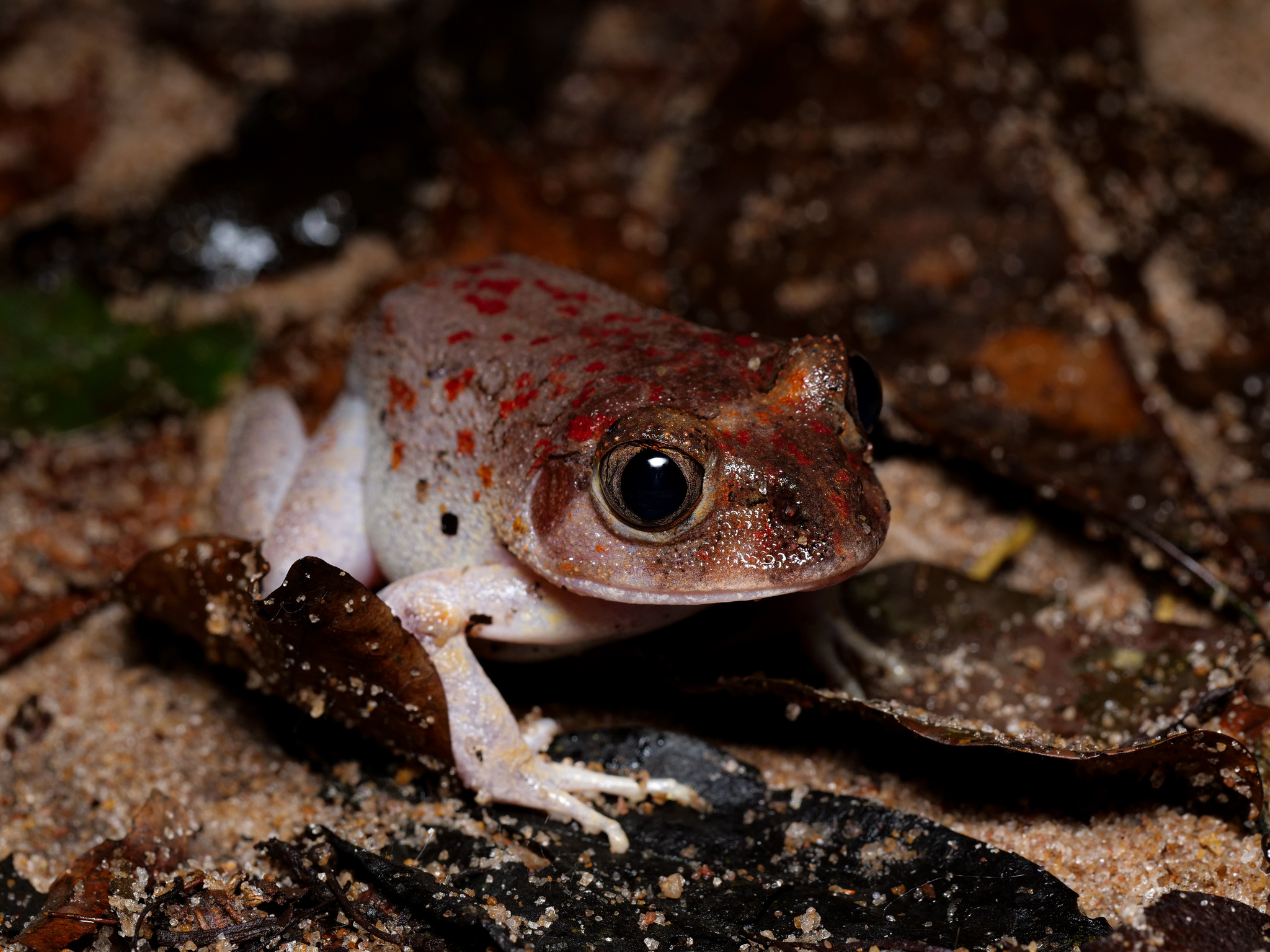 Astylosternus laticephalus Rödel, Hillers, Leaché, Kouamé, Ofori-Boateng, Diaz & Sandberger, 2012