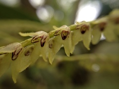 Stelis galeata