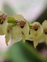 Stelis galeata