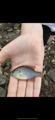 Lepomis marginatus