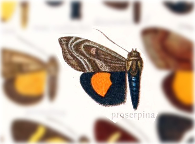 Darceta proserpina