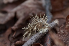 Akanthomyces aculeatus