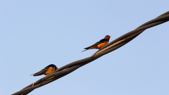 Hirundo rustica