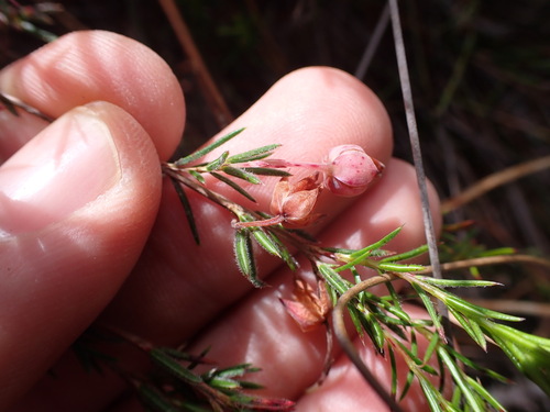 Image of Erica holosericea by (c) Ren Hoekstra, some rights reserved (CC BY)