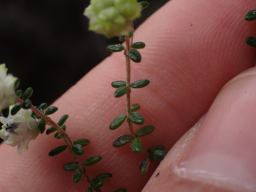 Image of Nipped Heath (Erica azaleifolia) by (c) Ren Hoekstra, some rights reserved (CC BY)