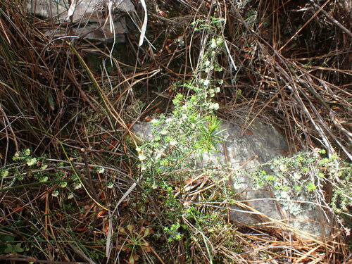 Image of Nipped Heath (Erica azaleifolia) by (c) Ren Hoekstra, some rights reserved (CC BY)