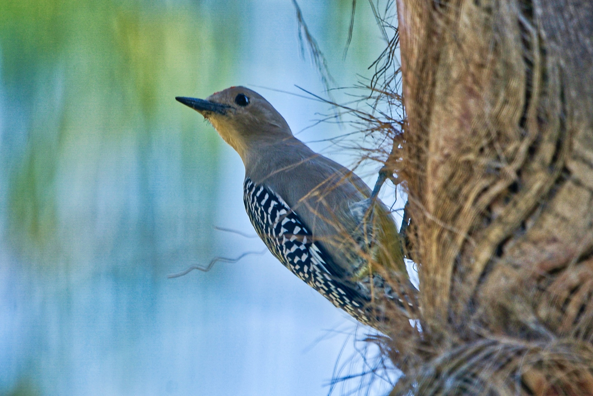 Gila Woodpecker (Melanerpes uropygialis)