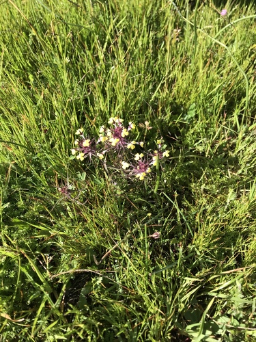 iNaturalist observation photo of butter-and-eggs