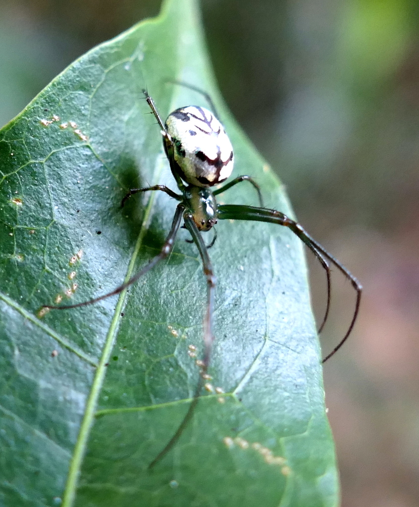 Orchard Spiders and Allies from Zona rural de Paudalho - Pernambuco on ...
